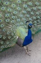 Peacock Feathers Royalty Free Stock Photo